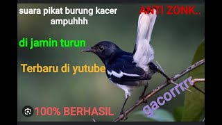 Download lagu Suara PIKAT burung kacer memanggil lawan langsung ON ngobra buka ekor mp3 mp3