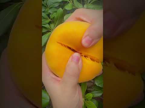 🍑 ¡EL DURAZNO PERFECTO! - La Orgullosa Recompensa de una Agricultora 🌟