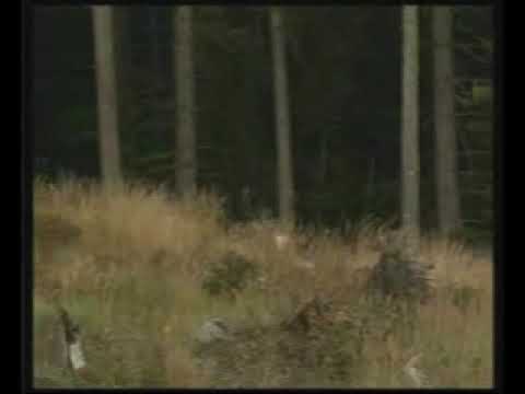 Fragment filmu pt. "Król Karpackich Lasów" od AtraVideo