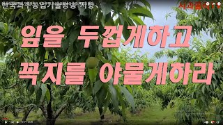 복숭아 꼭지를 야물게하자.깍지벌레 .유리나방.도장지 따기와 적심.6월 하순,낙과가 우려된다.