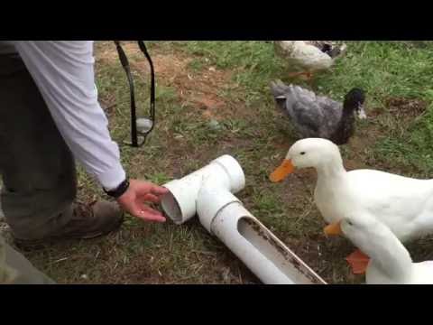 image-What water do ducks drink?