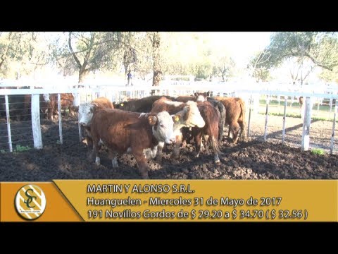 31-05-17 Venta de Nov. Gordos - Martin y Alonso S.R.L. - Huanguelen.