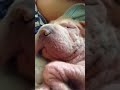Elmo Snoring
