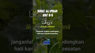 Download lagu Surat Ali Imran Ayat 8-9 @MurottalQuran @murottalquran8775 @murottalal-quran5658 #murottal mp3