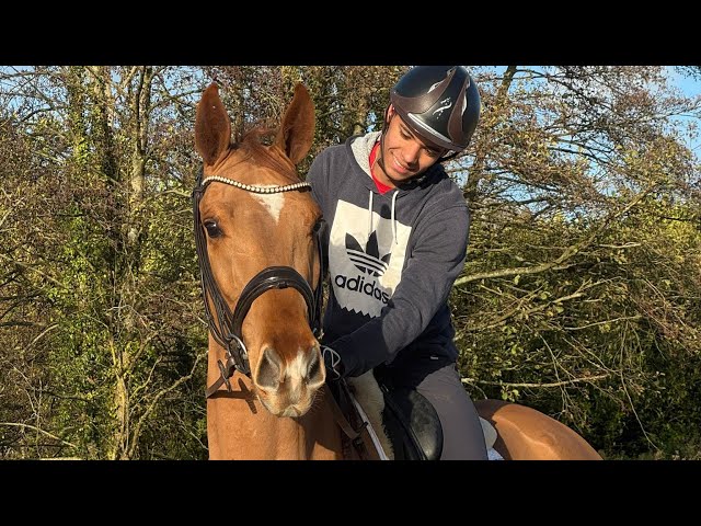 Gelding Hanoverian For sale 2022 Chesnut