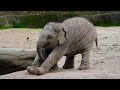 The Most Adorable Elephants In The World New Funniest Animal Videos