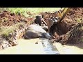 True Love In The Wild Baby Elephant Refuses To Leave Her Mother S Side Until She S Free From Danger