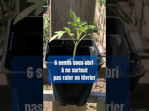 February Organic Seed Starting Under Cover for Permaculture