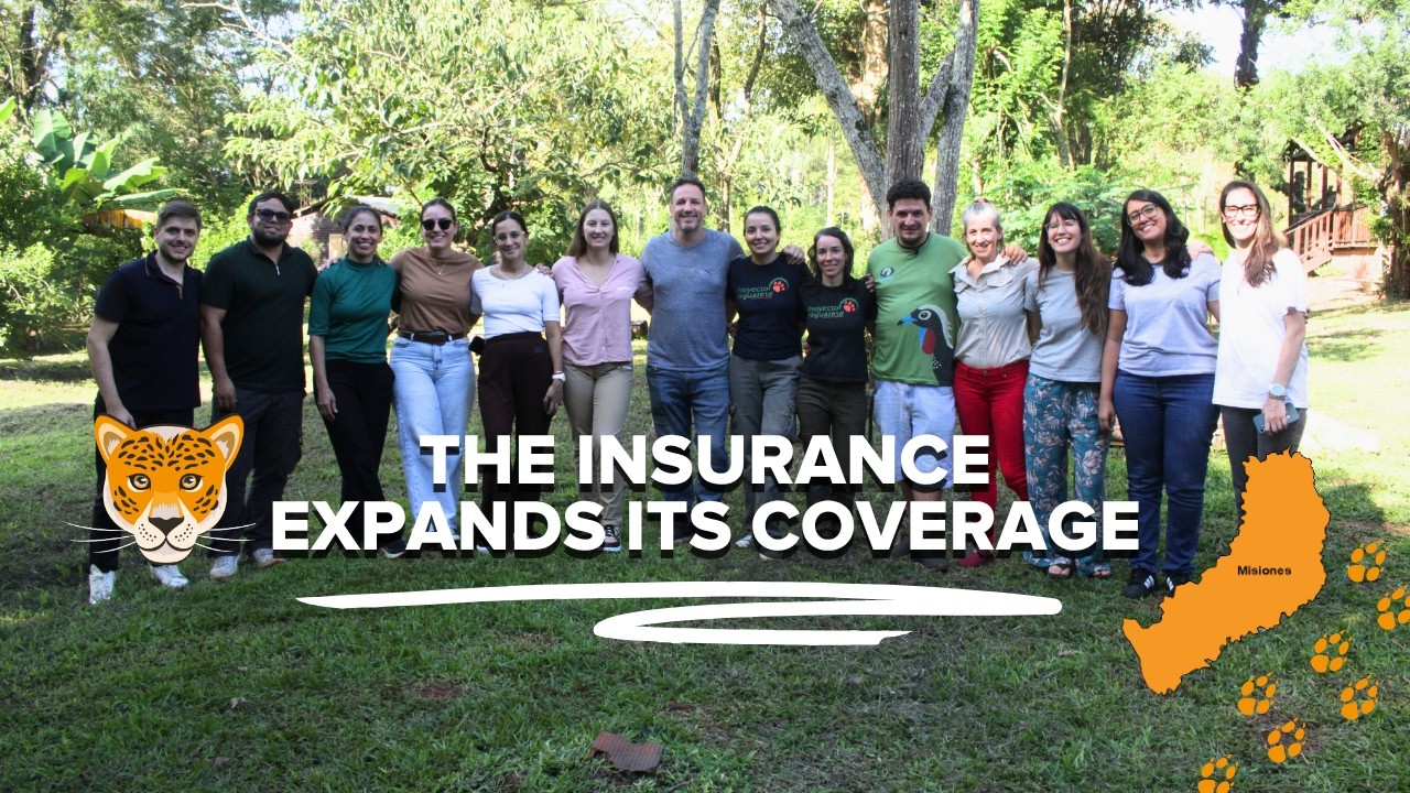Biodiversity Day: the Jaguar Protection Insurance expands its coverage in Misiones