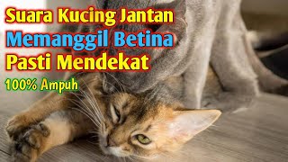 Download lagu Suara Kucing Jantan Birahi _ Suara Kucing Jantan Memanggil Betina mp3 Download lagu Suara Kucing Jantan Birahi _ Suara Kucing Jantan Memanggil Betina mp3