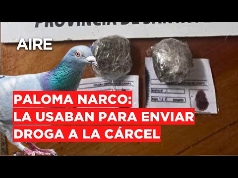 🔴 Coronda: "detuvieron" a una paloma por transportar dos bochas de marihuana a la cárcel 🔴