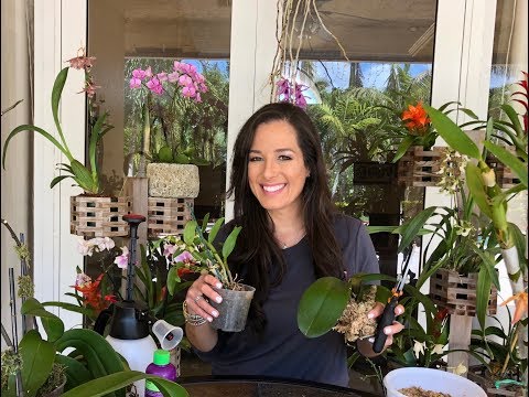 How to Mount Phalaenopsis Orchids on Trees, Orchid...