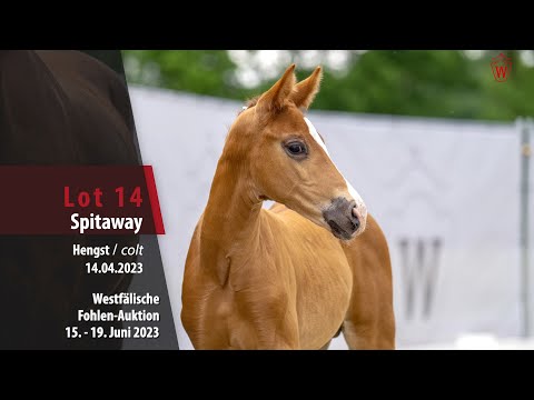 Fohlen-Auktion Lot 14 Spitaway Hengst v. Selectric - Don Romanov