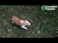 Welsh Corgi Pembroke dogs for sale: Jack - Video 1