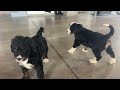 Bernedoodle dogs for sale: Gracie - Video 1