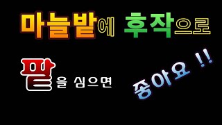 [텃밭농부.671]  마늘밭에 후작으로 팥을 심으세요. #팥재배 #팥키우기#팥농사
