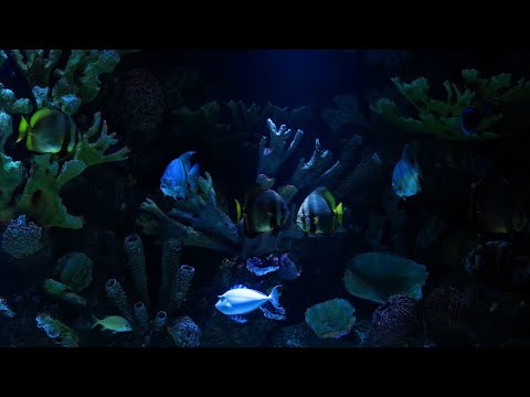 Deep Blue Aquarium Ambience 4K | Calming Underwater Sounds ASMR | 10 Hour Natural White Noise