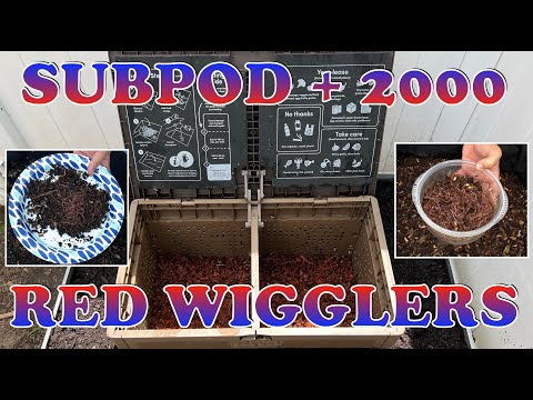 Subpod Gets Filled With Compost Worms From My Outdoor Worm Bin + Time Lapse | Vermicompost Worm Farm