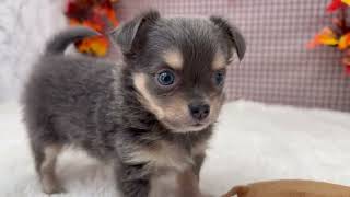 チワワ(ロング)の動画01