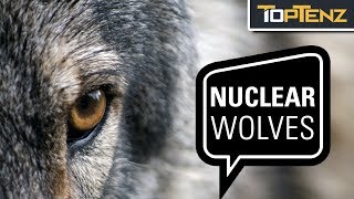 10 Crazy and Terrifying Wolfpack Attacks