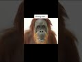 The Strangest Animal Hybrids Shorts Interesting