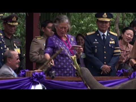 La principessa della Thailandia rimette in libertà sei elefanti
