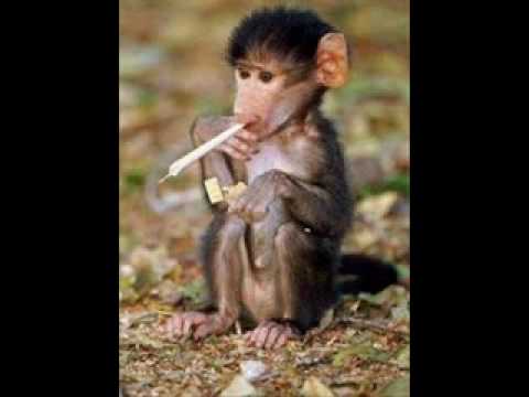 Blumentopf - Abhängen