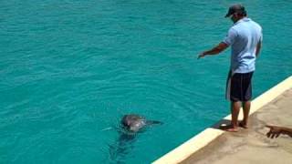 preview picture of video 'Dolphin training - Vallarta Adventures, Puerto Vallarta  :: Trans-Americas Journey  4-20-09'