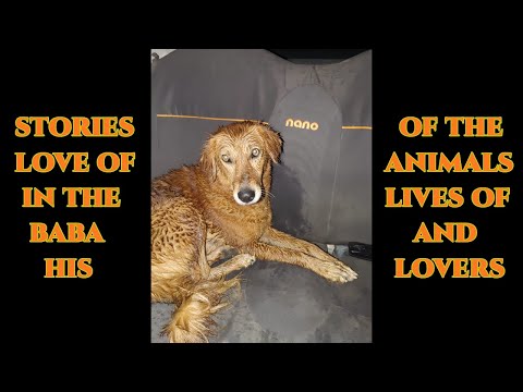 I Learned How to Love God from My Dog