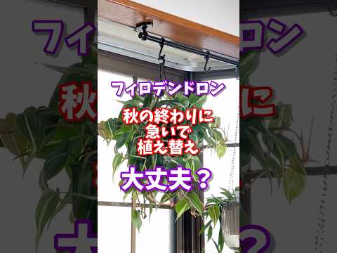 アンスリウム 一年中花が咲き、手入れが簡単な観葉植物