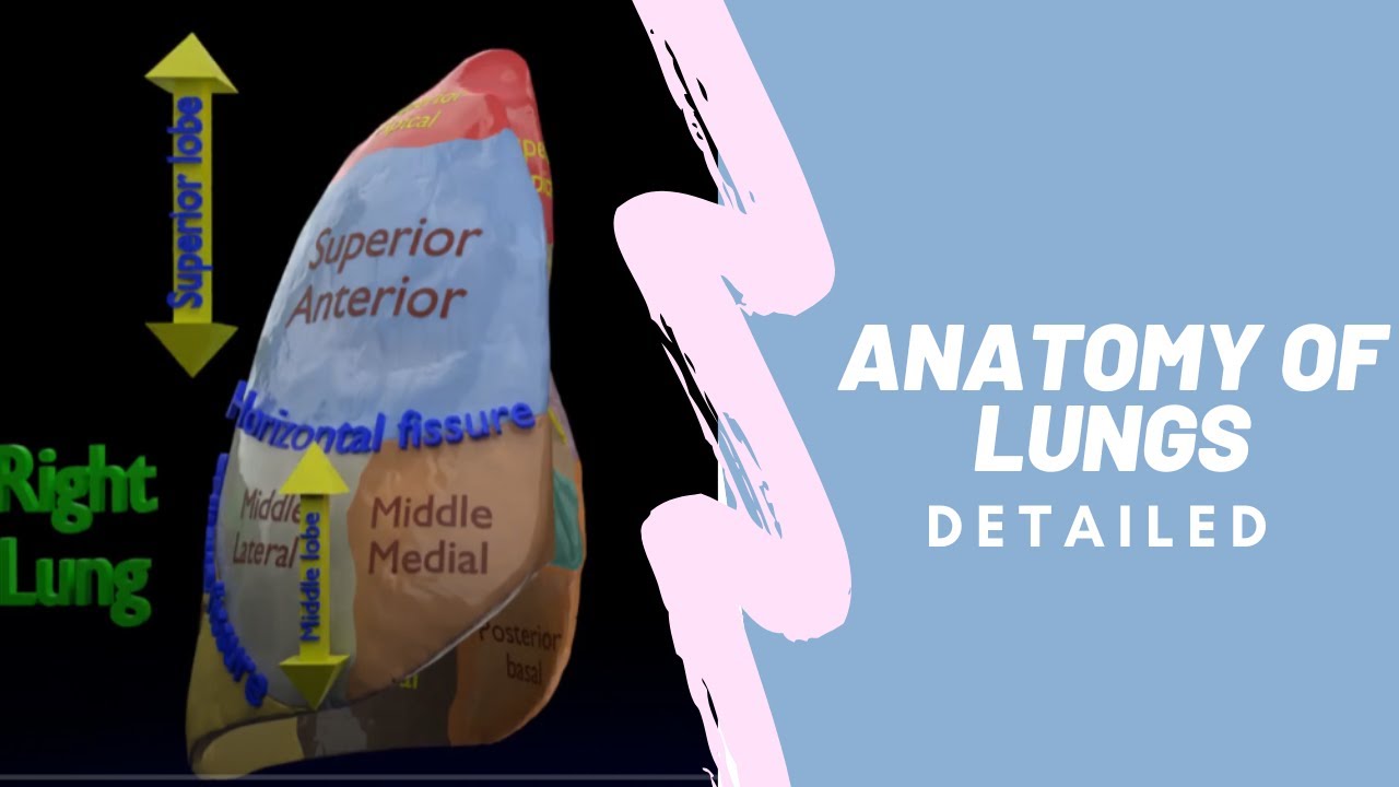 3D Lung Pulmonary segment anatomy model 3D Model
