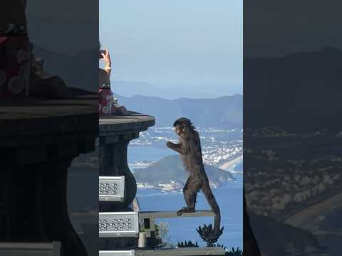 Monkey stealing in Rio de Janeiro