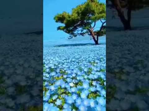 hitachi beach Park in japan #peacefullsong #travel #natureenthusiast #nature