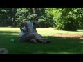 Tickles In The Grass