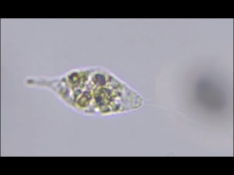 Ciliophrys sp.: A morphological transition
