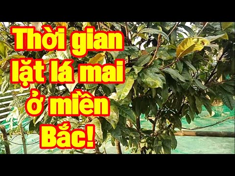 Tại Sao thời gian lặt lá mai ở miền Bắc sớm nhất cả Nước! Mai Tết 2022