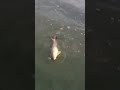 Video Thumbnail for #Hashtag Fishing In Pea Soup.(Redhorse Sucker) (Lake Of The Prairies)