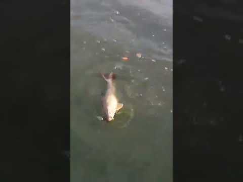 #Hashtag Fishing In Pea Soup.(Redhorse Sucker) (Lake Of The Prairies)