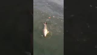 #Hashtag Fishing In Pea Soup.(Redhorse Sucker) (Lake Of The Prairies)