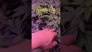 Alien Og is hands down my favorite strain! #ohiocannabis #royalqueenseeds #alienog #indoorcannabis