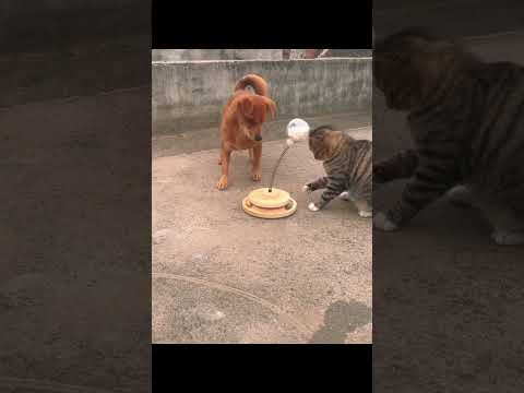 Funny and cute dogs compilation#funnydogs#cute#doglover#doglife#cure#dogshorts#pet#doglife#dogshorts