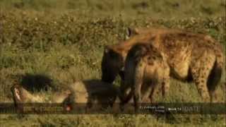 Female hyenas show their dominant nature