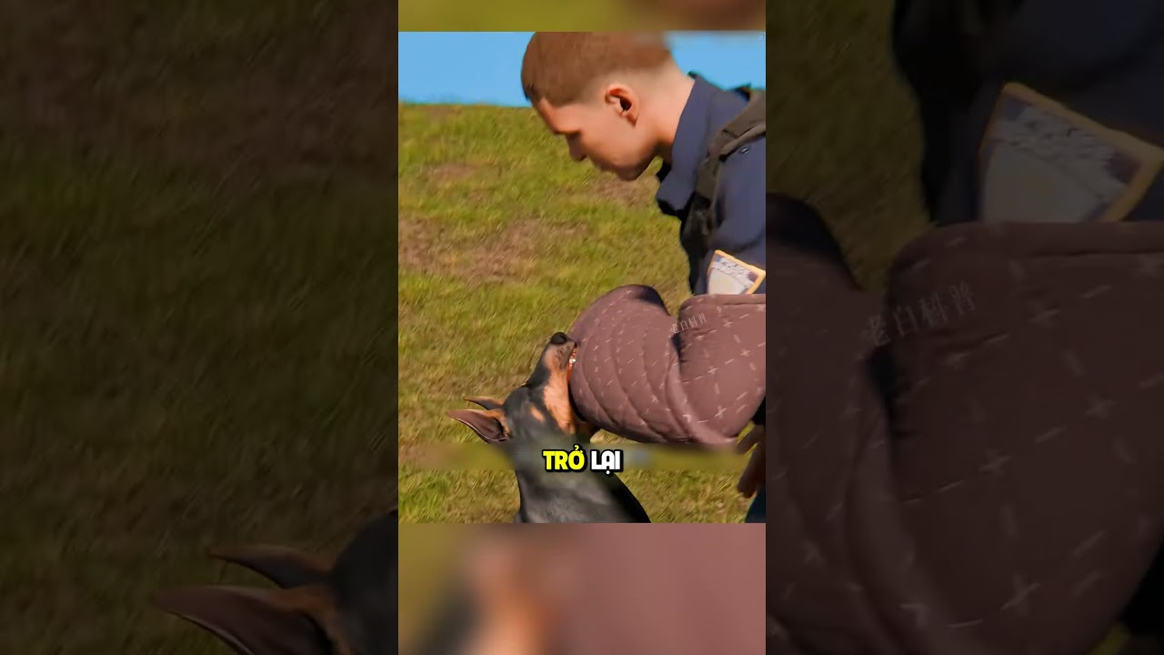 Chó nghiệp vụ gãy răng phải làm sao?