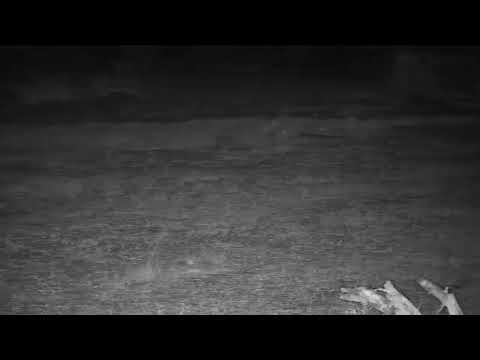 Djuma Private Game Reserve Live Stream