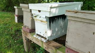 How to increase population in a weak honey bee split