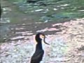 Eel Wriggles In Cormorants Throat