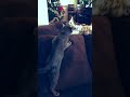 Savannah Cat Boxing Match
