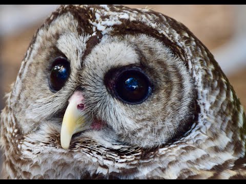 Barred Owl Calls | Barred Owl Sound Effects | Barred Owl Noises | Owl Sounds at Night | No Music