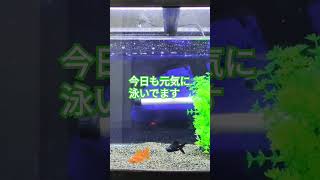 うちの金魚ちゃん1 #shorts #金魚 #アクアリウム #moriさん