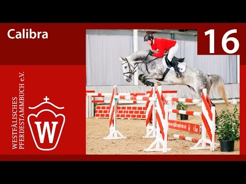 16 Calibra Stute v. Conello - Gloster